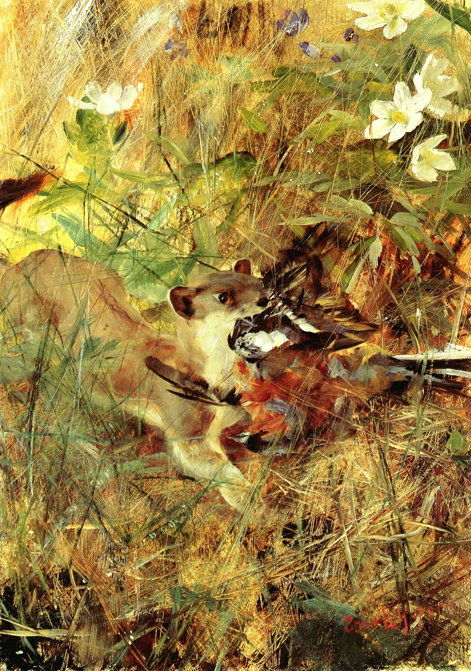 Hermine (et non belette) avec pinson des arbres - Bruno Liljefors