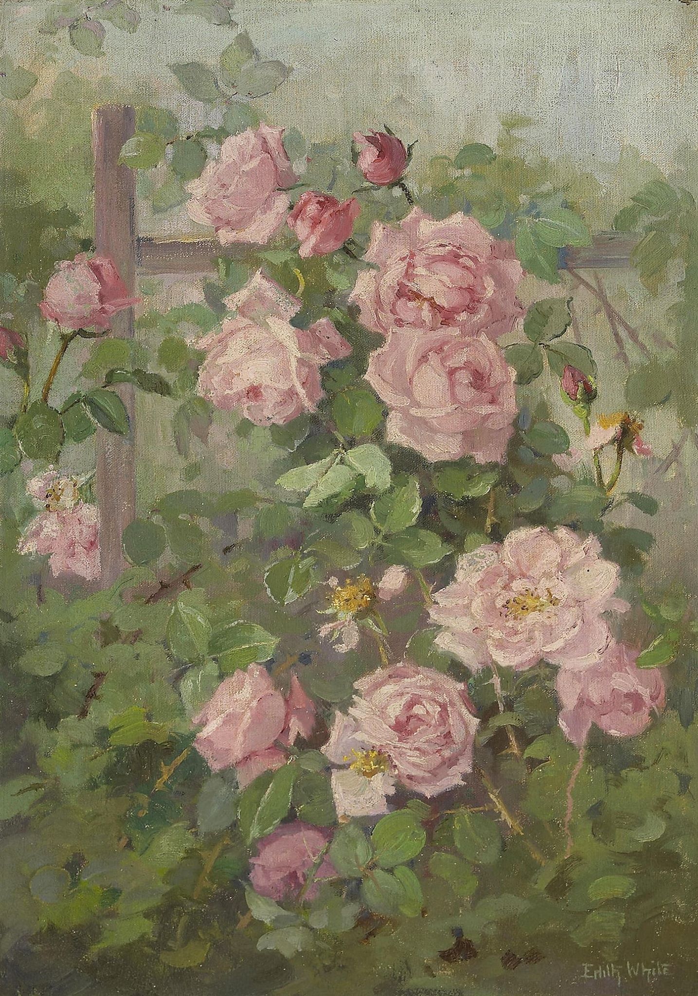 Roses roses sur une treille de Edith White