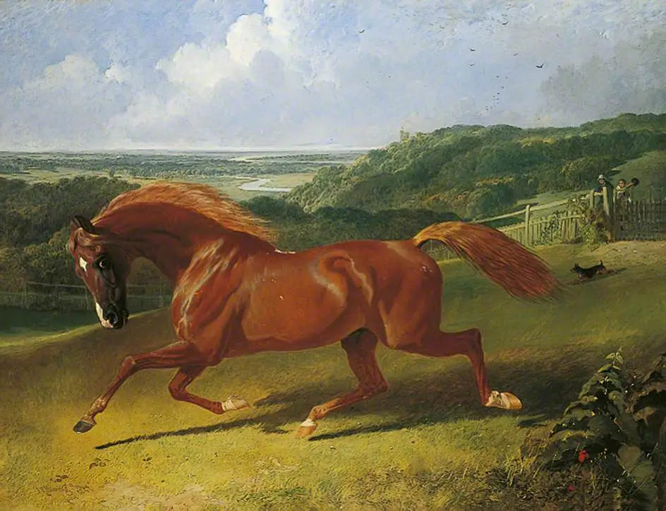Cheval au galop dans un champ - John Frederick Herring Sr. - Alpha Reproduction