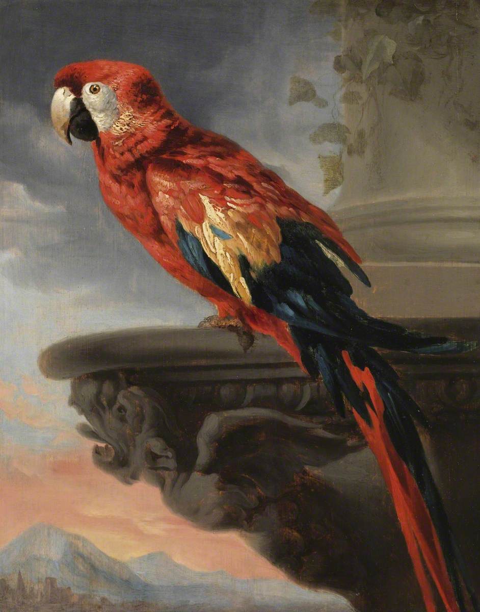 Perroquet - Peter Paul Rubens