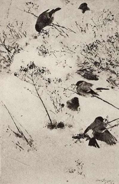 Bouvreuils dans la neige - Bruno Liljefors