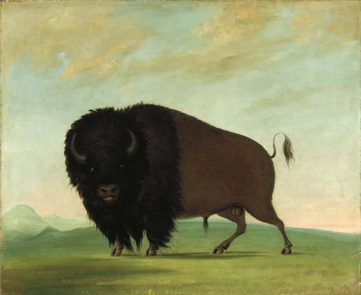 Buffle mâle broutant dans la prairie - George Catlin - Alpha Reproduction