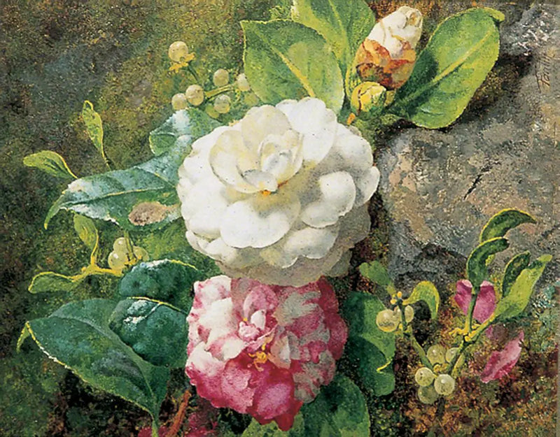 كاميلليا - هنري فانتان-لاتور