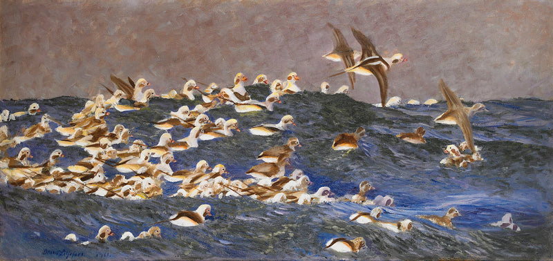 Canards à longue queue dans l'archipel extérieur - Bruno Liljefors