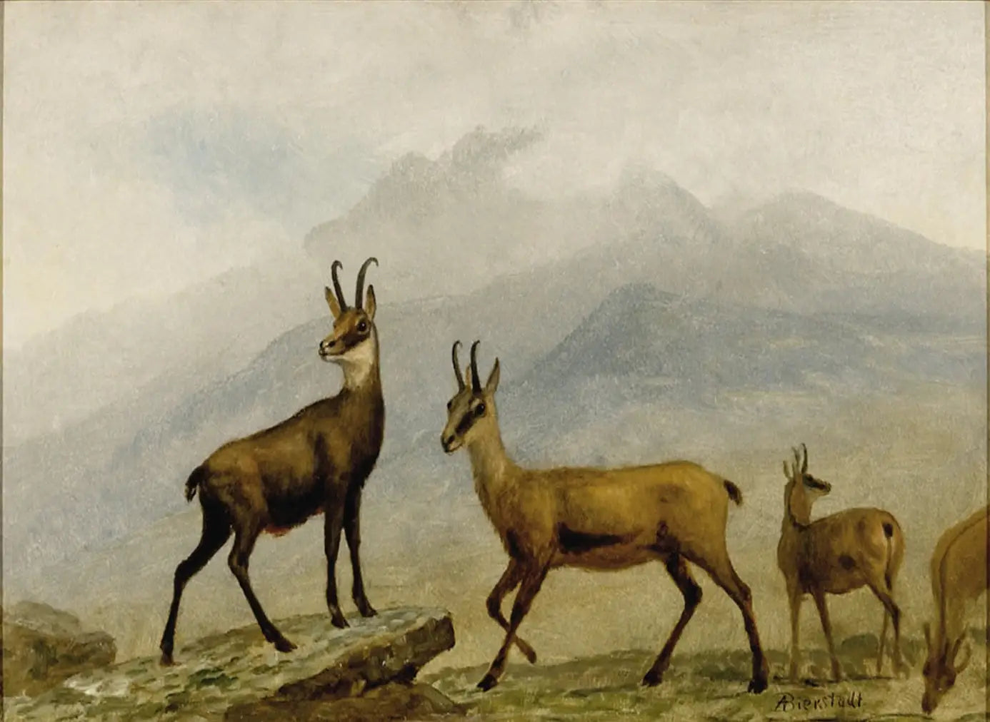 Chamois - Albert Bierstadt - Alpha Reproduction