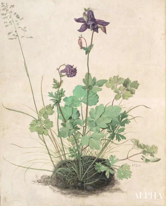 Columbine - Albrecht Dürer - Reproductions de tableaux et peintures haut de gamme