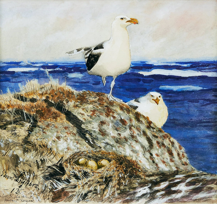 Goélands marins - Bruno Liljefors