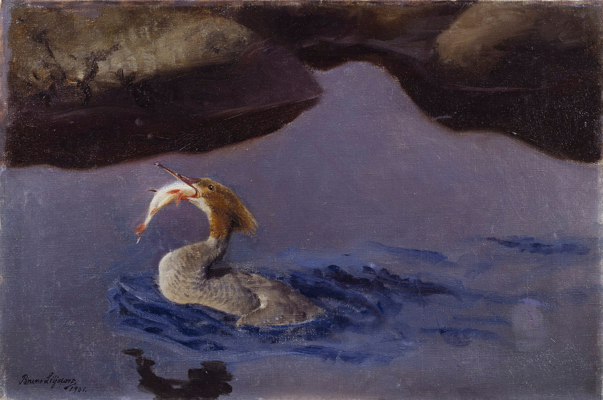 Harle femelle - Bruno Liljefors