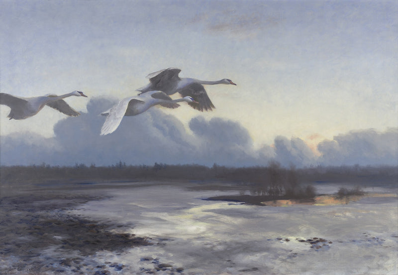 Knobbelzwanen op avondtrek - Bruno Liljefors