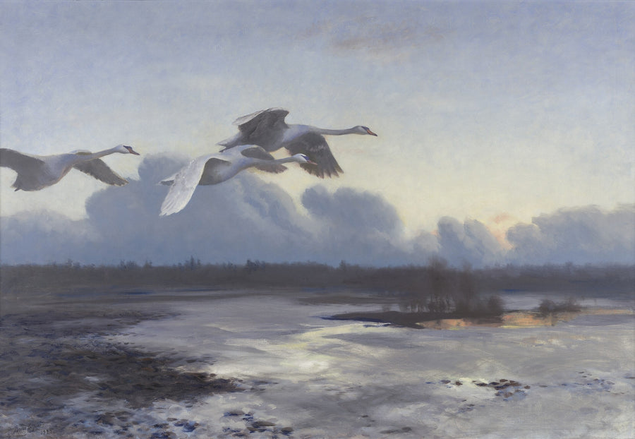 Knobbelzwanen op avondtrek - Bruno Liljefors