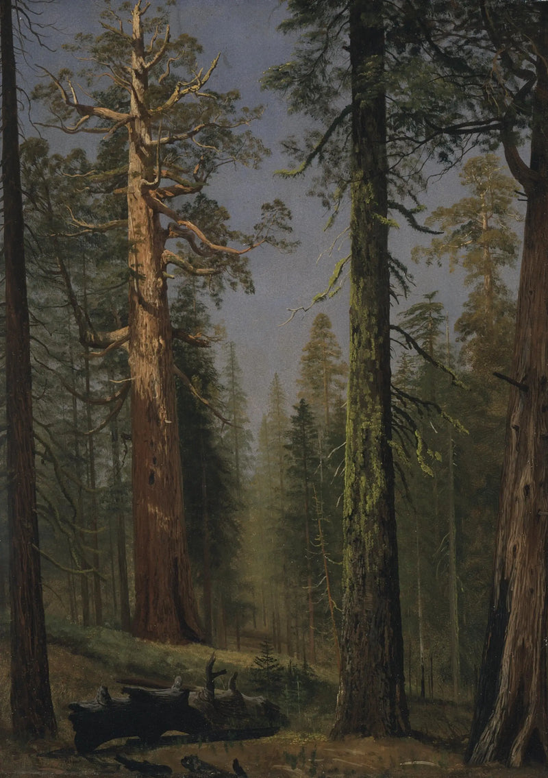 سيكويا عملاقة غريزيلي، غروف ماريبوسا، كاليفورنيا - ألبرت بيشتادت