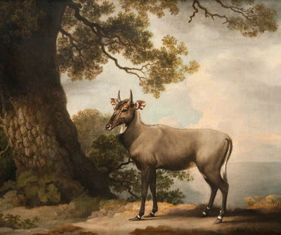 Les Nilgaïs - George Stubbs - Alpha Reproduction