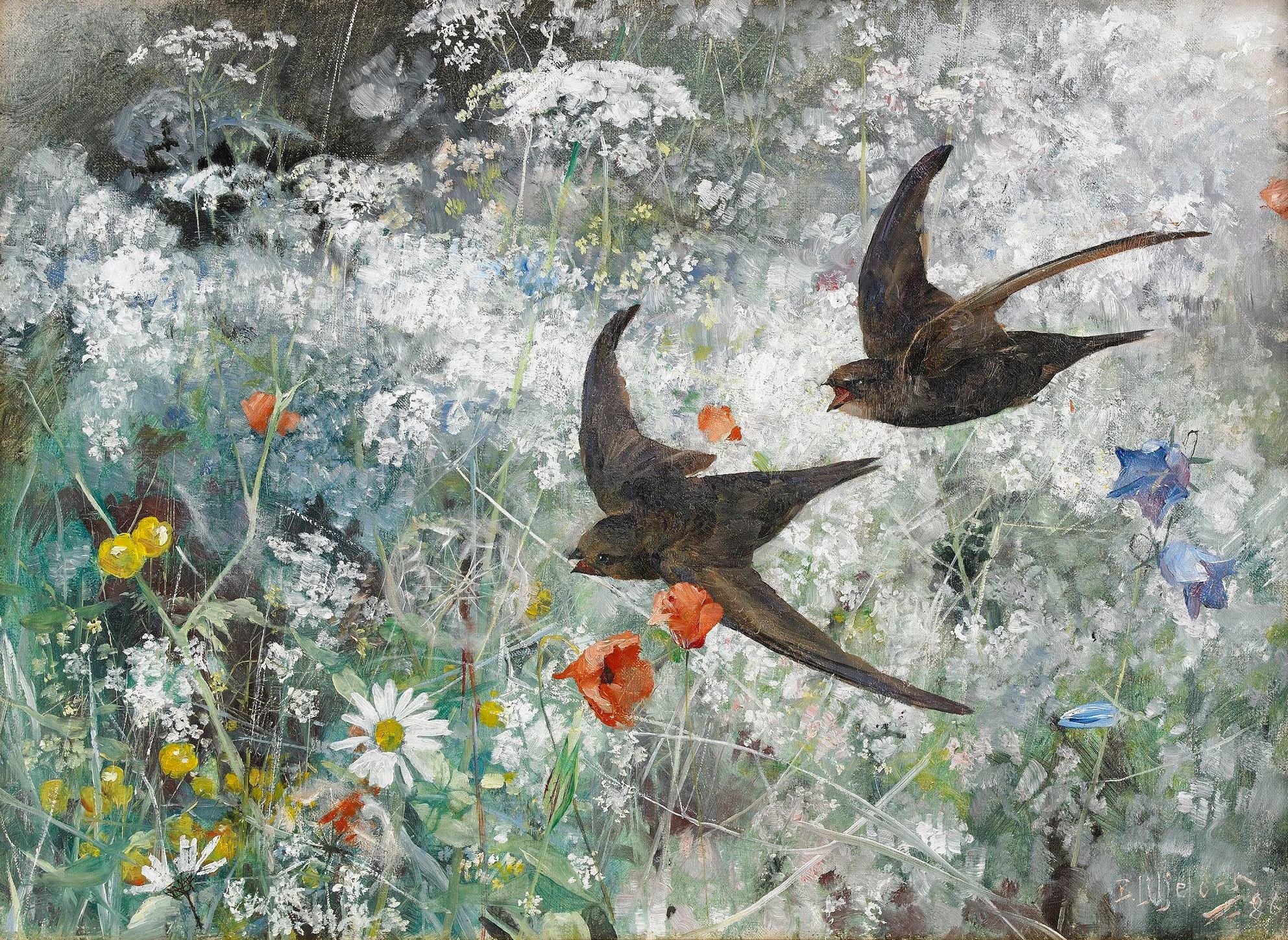 Martinets noirs - Bruno Liljefors