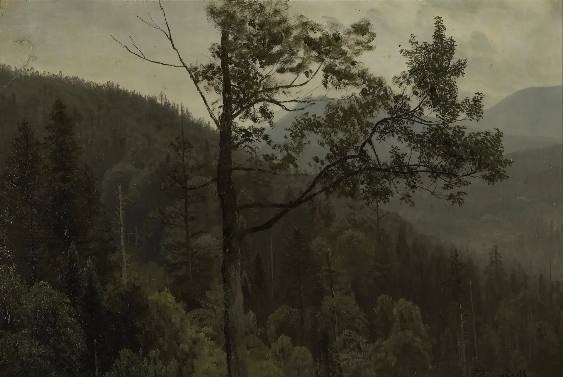 Montagnes couvertes d'arbres - Albert Bierstadt image 1 reproduction d’œuvre d’art à l’huile