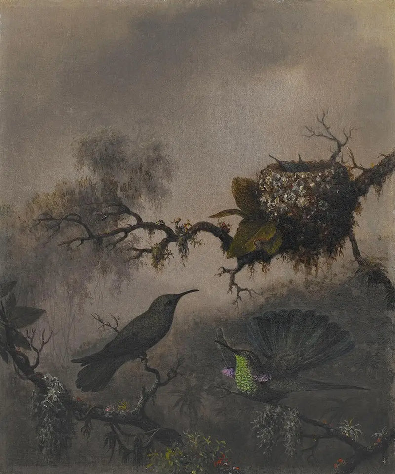 أذن بنفسجية ذات بطن أبيض - مارتن جونسون هيد