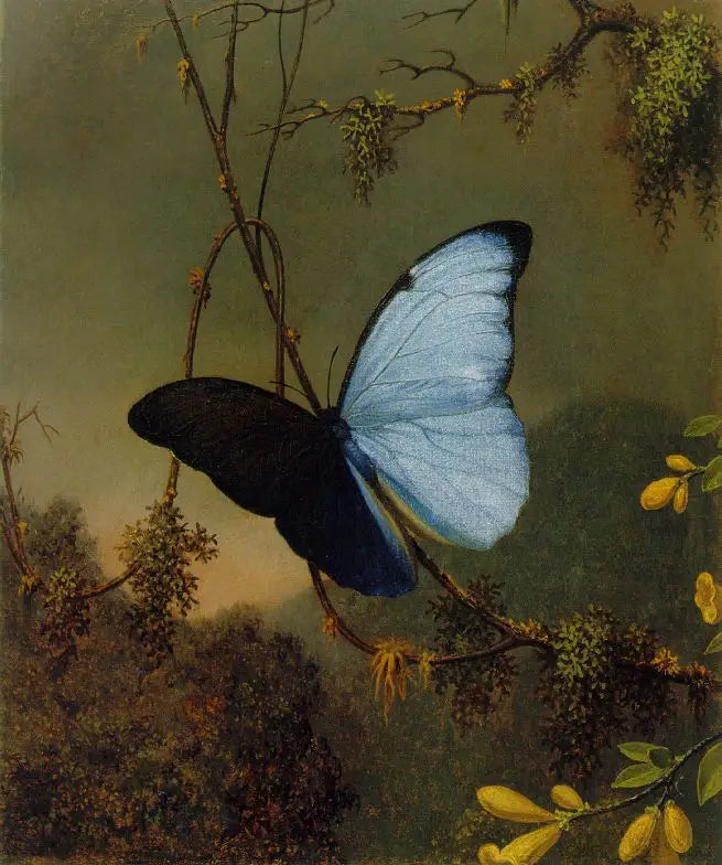 Papillon Morpho bleu - Martin Johnson Heade - Alpha Reproduction