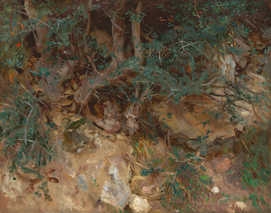 Racines d'oliviers sauvages, Valldemosa, Majorque - John Singer Sargent