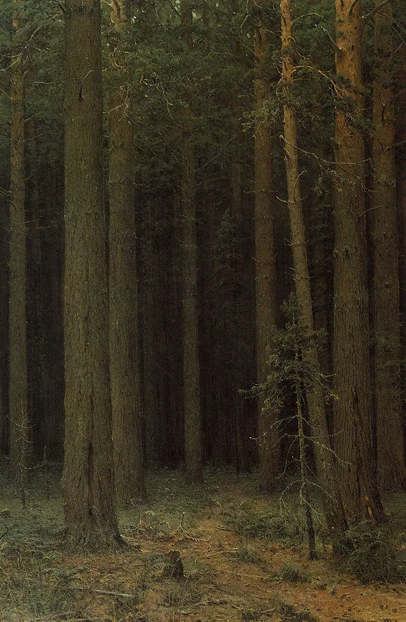 محمية غابات. غابة الصنوبر - إيفان تشيشكين