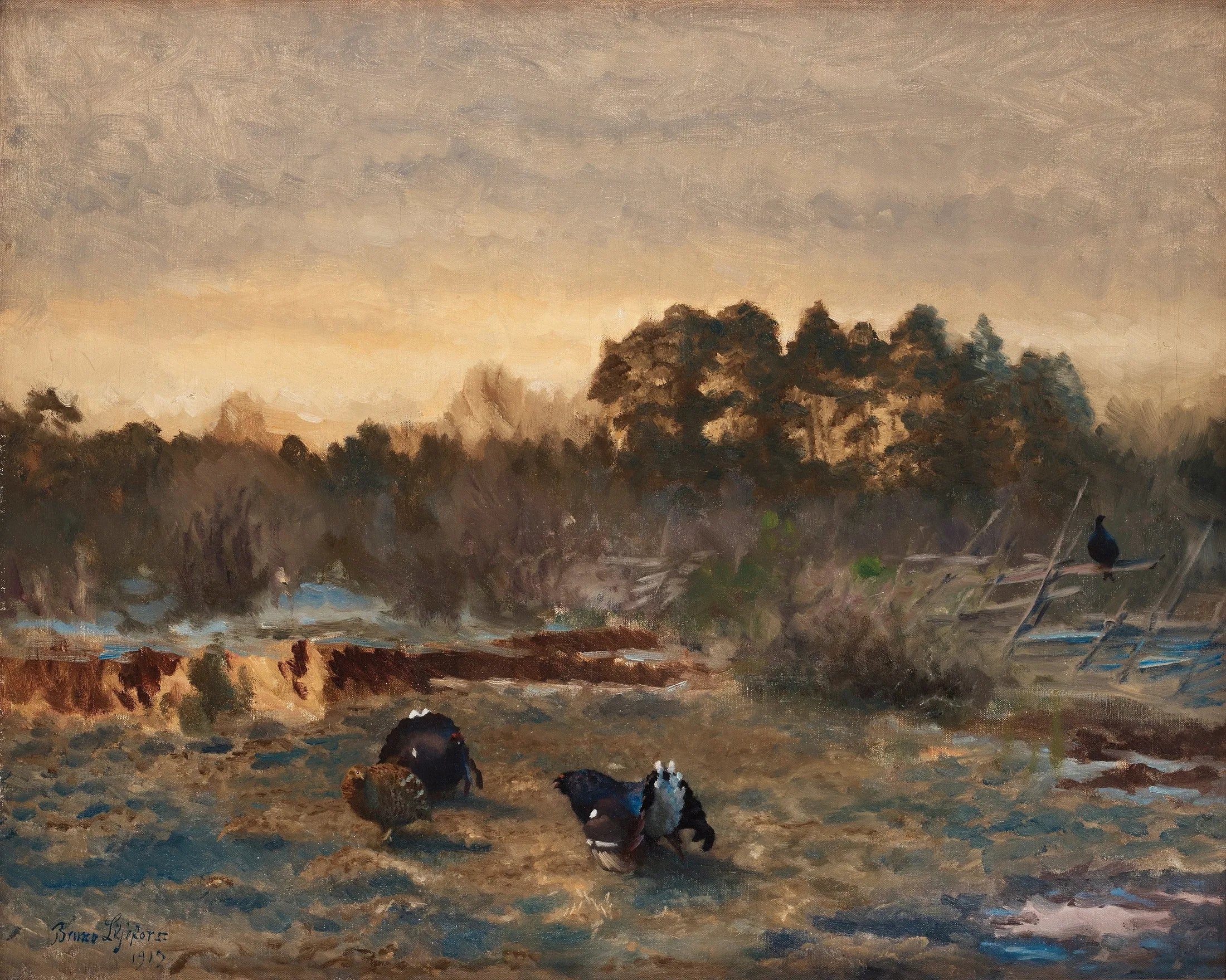 Tétras lyre au crépuscule - Bruno Liljefors