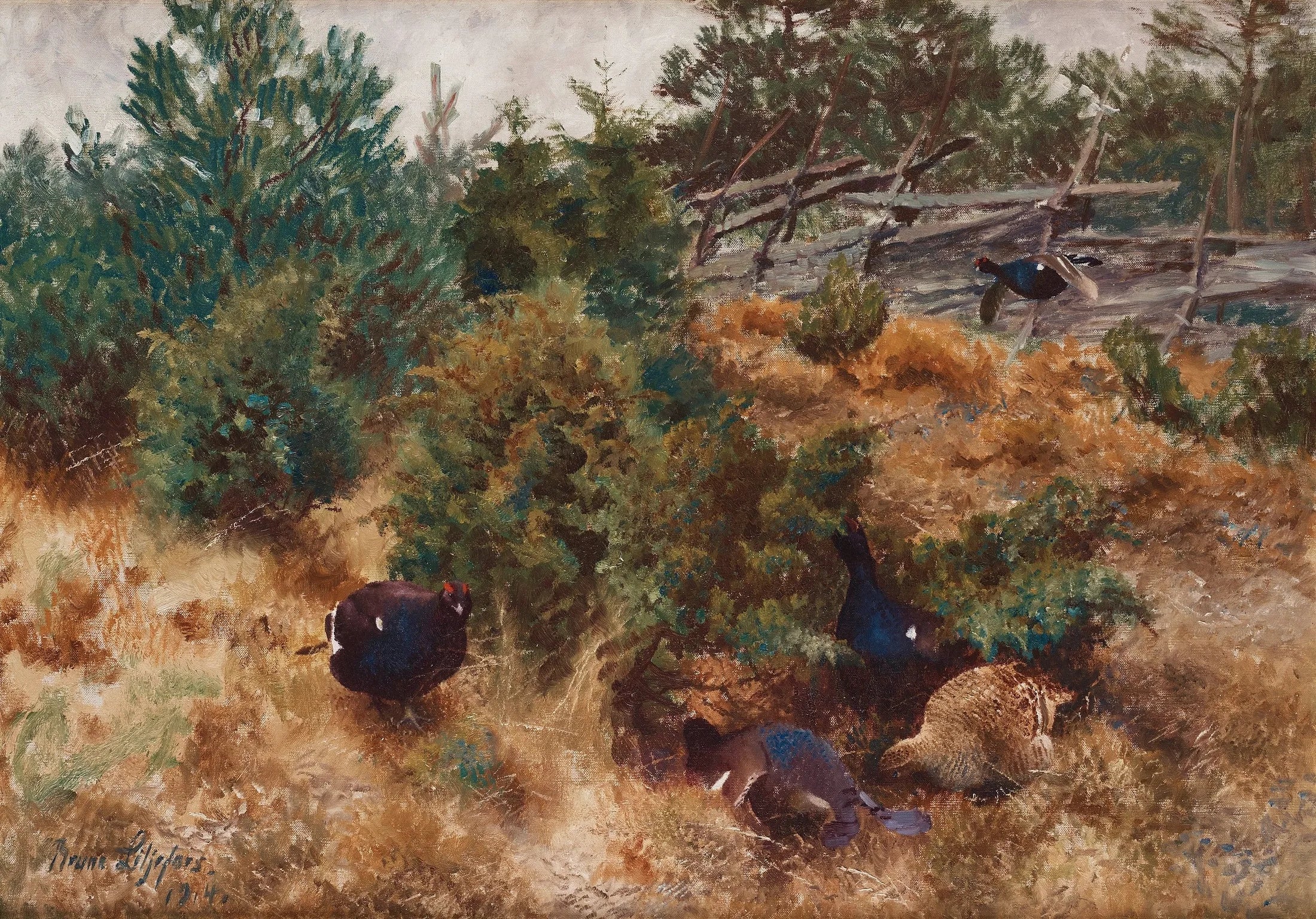 Tétras lyre dans un paysage d'automne - Bruno Liljefors