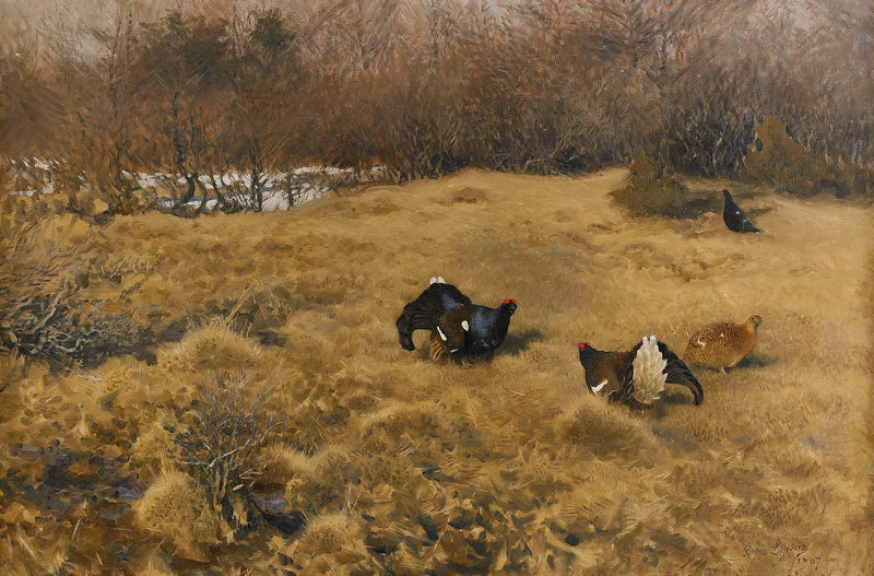 Tétras lyres en parade - Bruno Liljefors