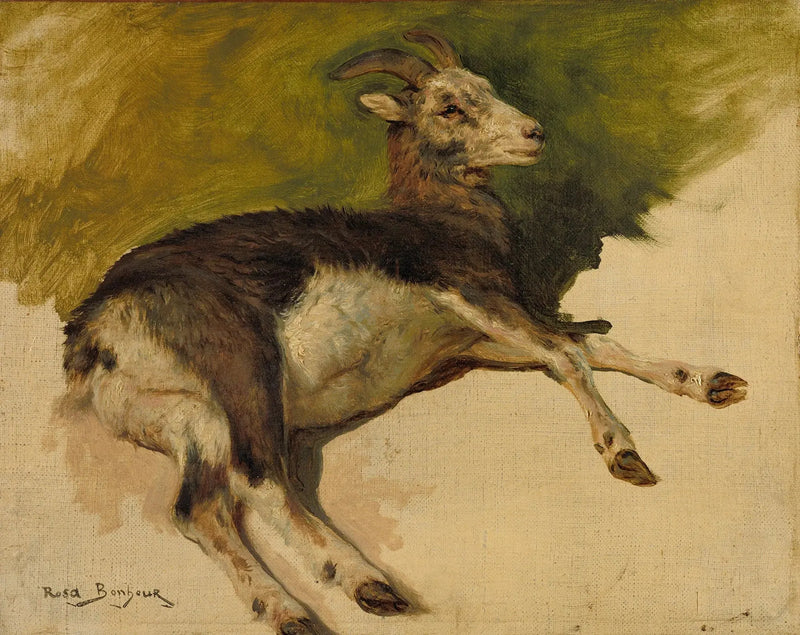 عنزة - روزا بونهر